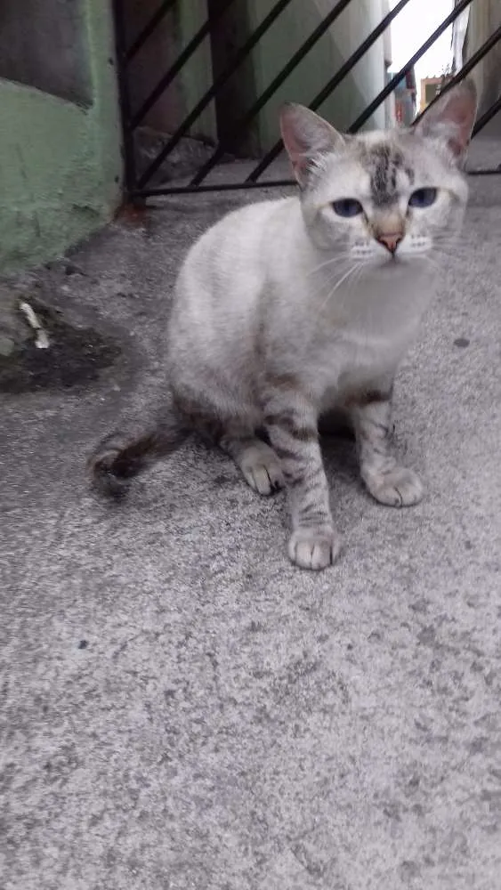 Gato ra a  idade 3 anos nome Branquinha