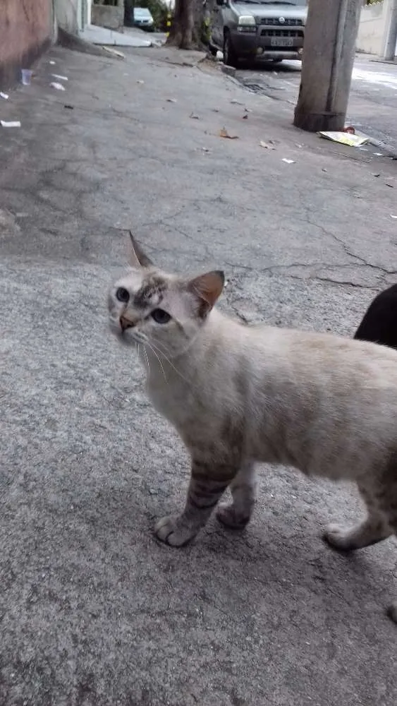 Gato ra a  idade 3 anos nome Branquinha