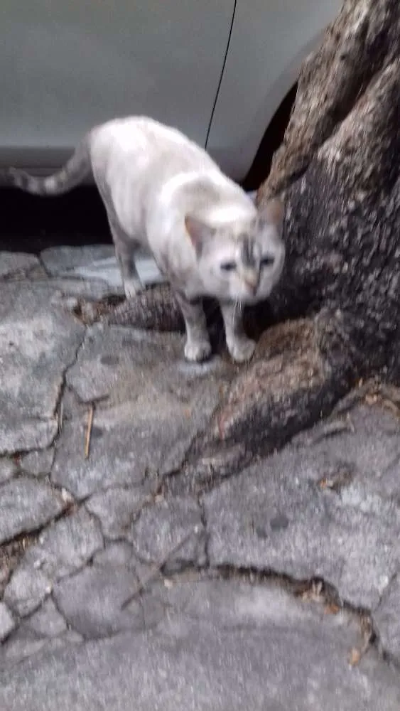 Gato ra a  idade 3 anos nome Branquinha