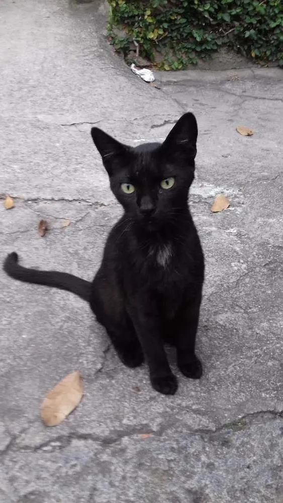 Gato ra a  idade  nome Pretinha 