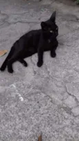 Pretinha 