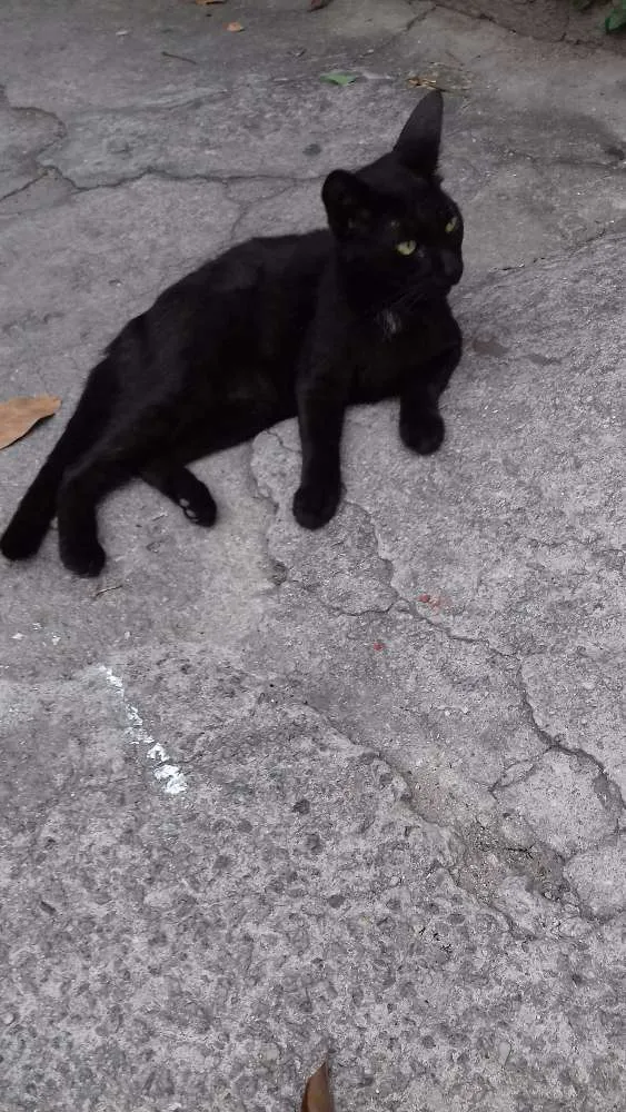 Gato ra a  idade  nome Pretinha 
