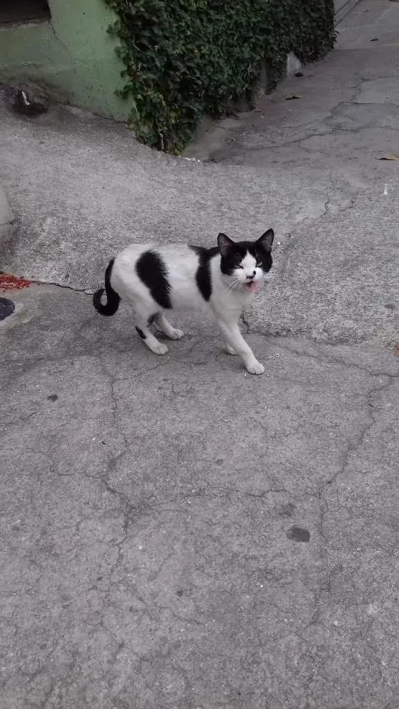 Gato ra a  idade  nome Malhada