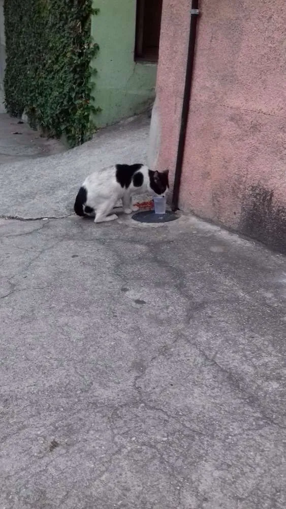 Gato ra a  idade  nome Malhada