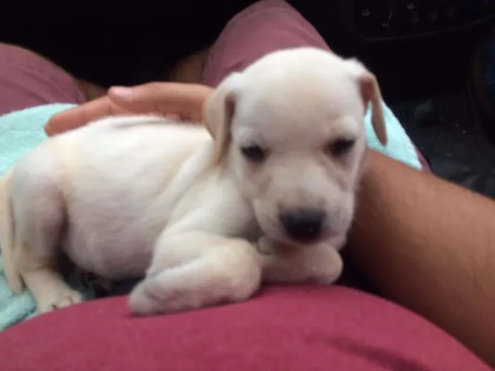 Cachorro ra a Sem raça definida idade 2 a 6 meses nome Filhote