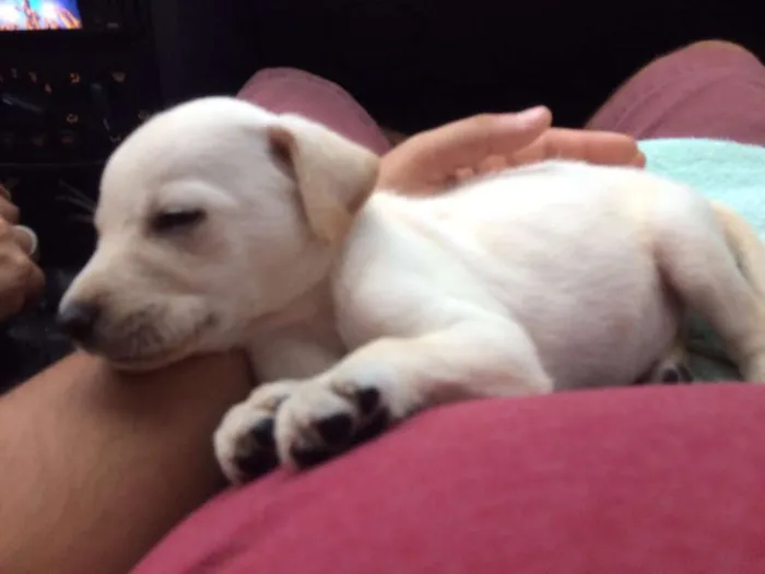 Cachorro ra a Sem raça definida idade 2 a 6 meses nome Filhote
