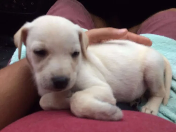 Cachorro ra a Sem raça definida idade 2 a 6 meses nome Filhote