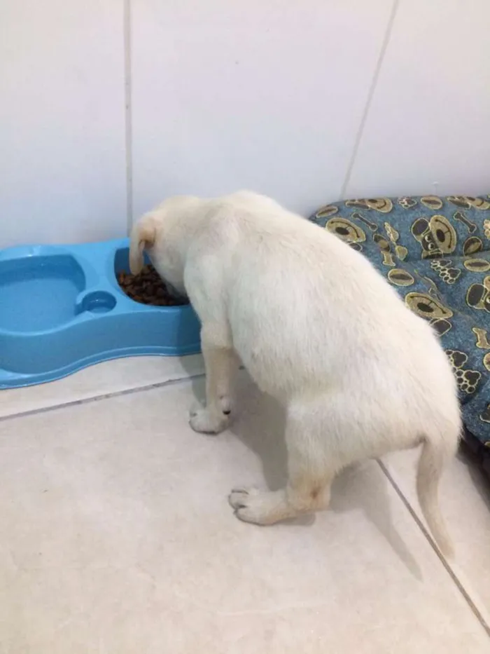 Cachorro ra a Sem raça definida idade 2 a 6 meses nome Filhote