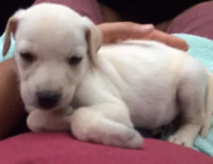Cachorro raça Sem raça definida idade 2 a 6 meses nome Filhote
