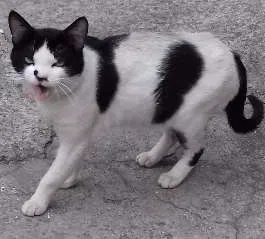 Gato raça  idade  nome Malhada