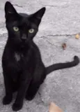 Pretinha 
