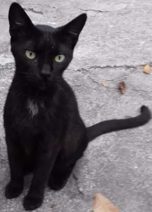 Gato raça  idade  nome Pretinha 