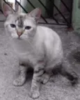 Branquinha