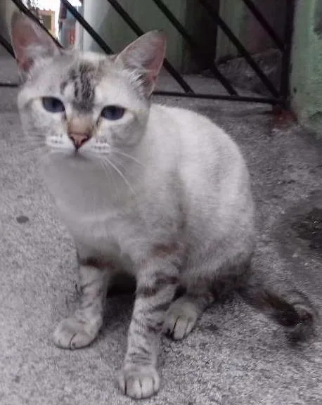 Gato ra a  idade 3 anos nome Branquinha