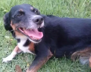 Cachorro raça SRD idade 6 ou mais anos nome Lua