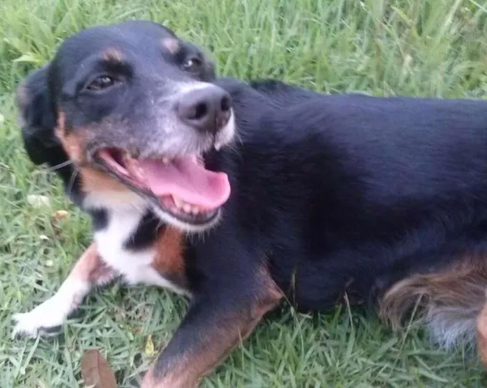 Cachorro ra a SRD idade 6 ou mais anos nome Lua