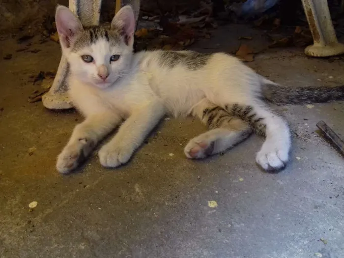 Gato ra a Sem raça idade 2 a 6 meses nome Sem nome