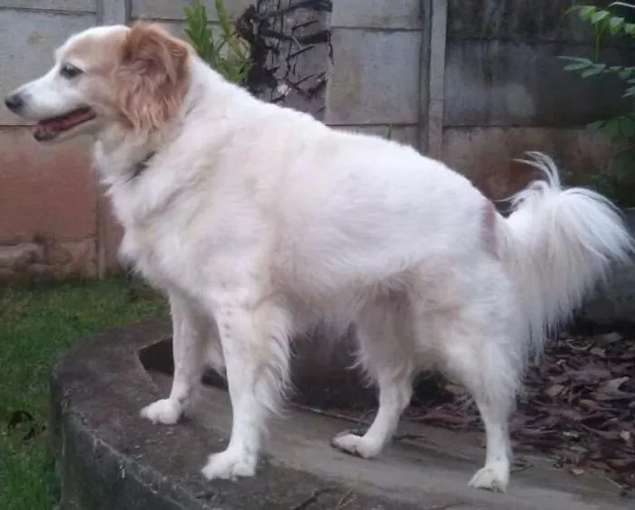 Cachorro ra a SRD idade 6 ou mais anos nome Nevada