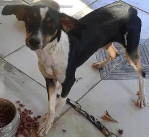 Cachorro raça indefinida idade 7 a 11 meses nome Peròla