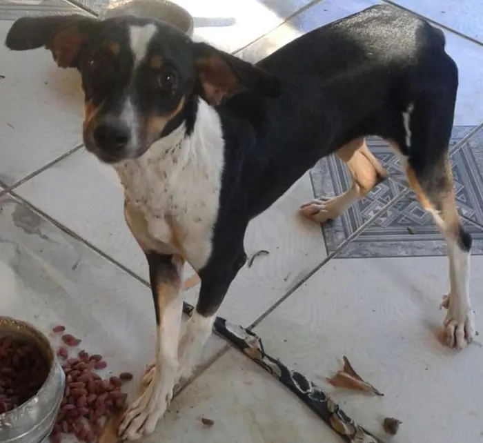 Cachorro ra a indefinida idade 7 a 11 meses nome Peròla