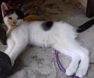 Gato raça Sem raça idade 2 a 6 meses nome Sem nome