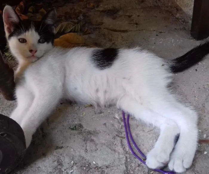 Gato ra a Sem raça idade 2 a 6 meses nome Sem nome