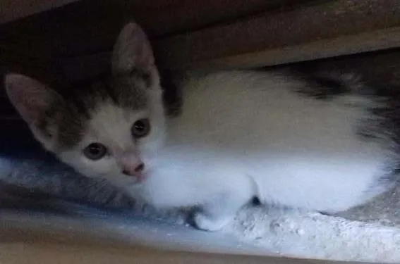 Gato ra a Sem raça idade 2 a 6 meses nome Sem nome