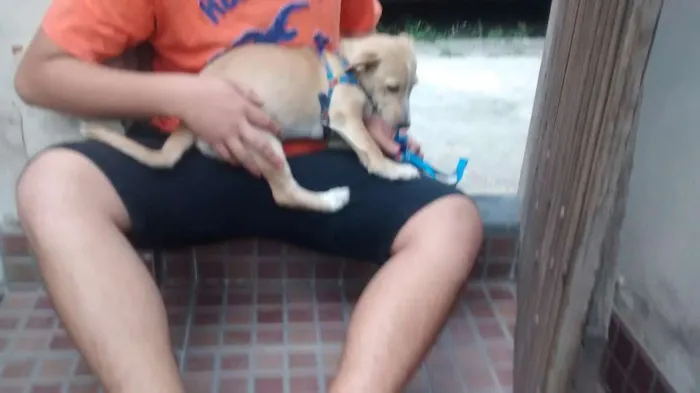 Cachorro ra a mestiça idade 2 a 6 meses nome sherra