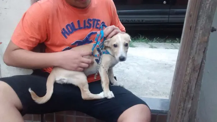 Cachorro ra a mestiça idade 2 a 6 meses nome sherra