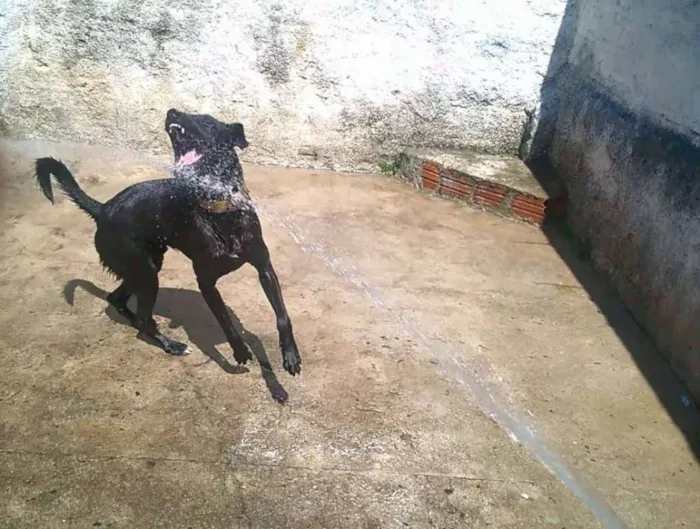 Cachorro ra a Vira-lata idade 1 ano nome Dovahkin