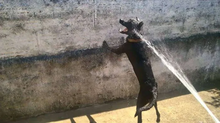 Cachorro ra a Vira-lata idade 1 ano nome Dovahkin