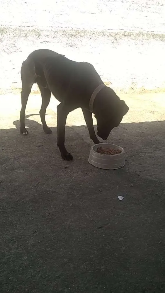 Cachorro ra a Vira-lata idade 1 ano nome Dovahkin