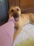 Lilica