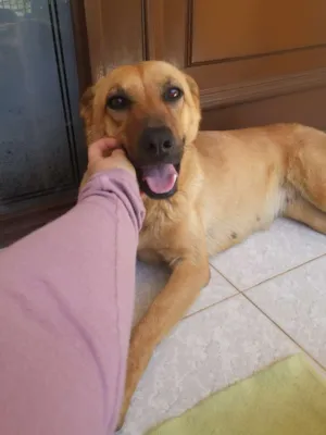 Cachorro raça SRD idade 1 ano nome Lilica