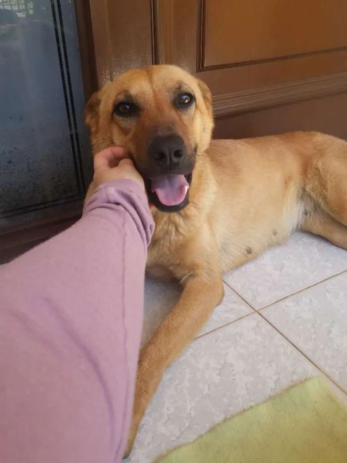Cachorro ra a SRD idade 1 ano nome Lilica
