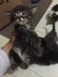 Gatos