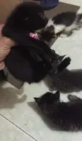 Gatos