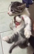 Gatos