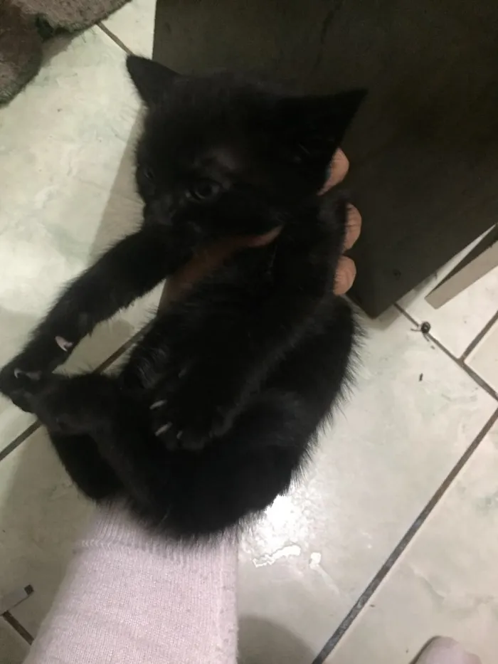 Gato ra a  idade 2 a 6 meses nome Gatos