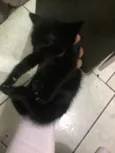 Gatos