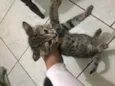Gatos