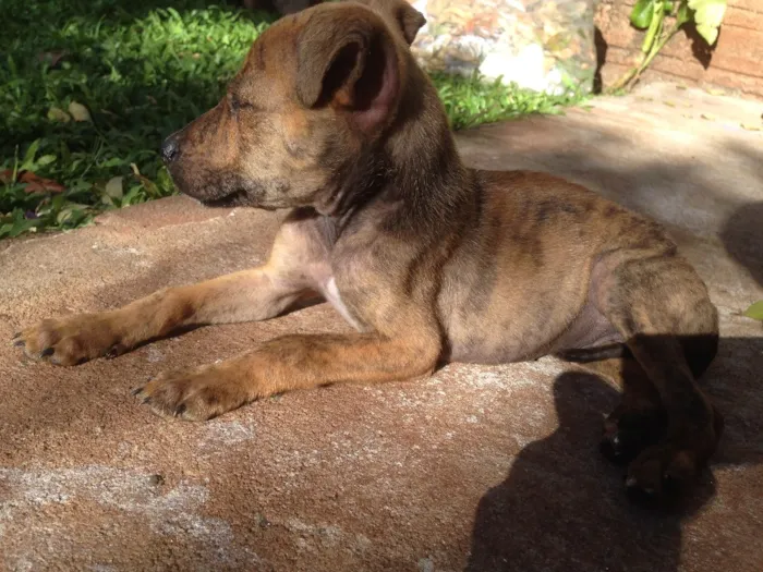 Cachorro ra a  pitbull com raça não definida idade Abaixo de 2 meses nome Sem nome