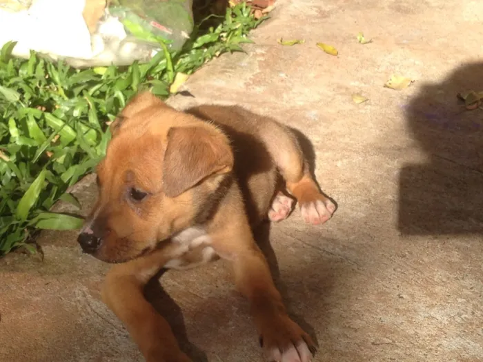 Cachorro ra a  pitbull com raça não definida idade Abaixo de 2 meses nome Sem nome