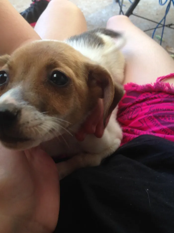 Cachorro ra a  pitbull com raça não definida idade Abaixo de 2 meses nome Sem nome