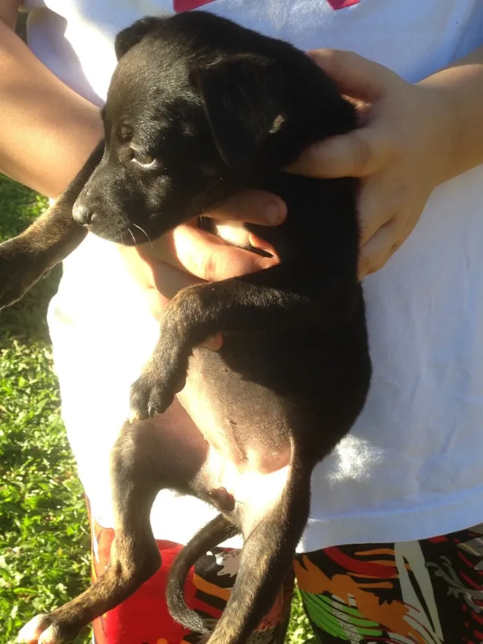 Cachorro ra a  pitbull com raça não definida idade Abaixo de 2 meses nome Sem nome
