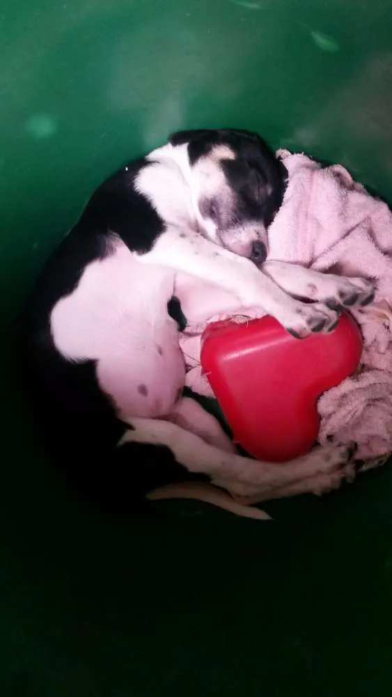 Cachorro raça Vira-lata idade 2 a 6 meses nome Amora