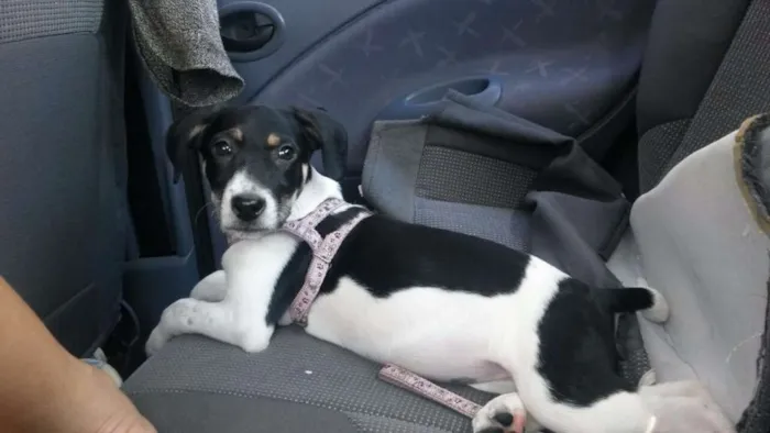 Cachorro raça Vira-lata idade 2 a 6 meses nome Amora