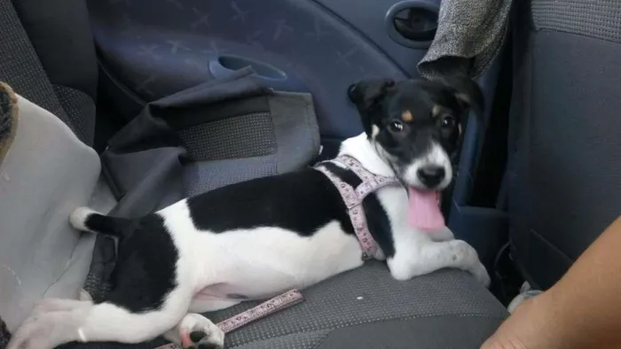 Cachorro raça Vira-lata idade 2 a 6 meses nome Amora