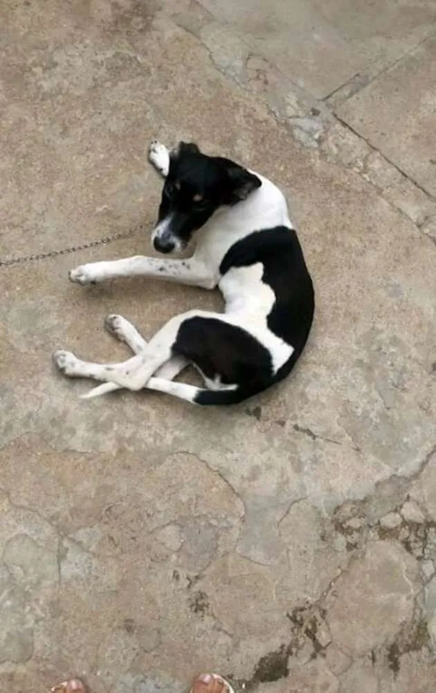Cachorro raça Vira-lata idade 2 a 6 meses nome Amora