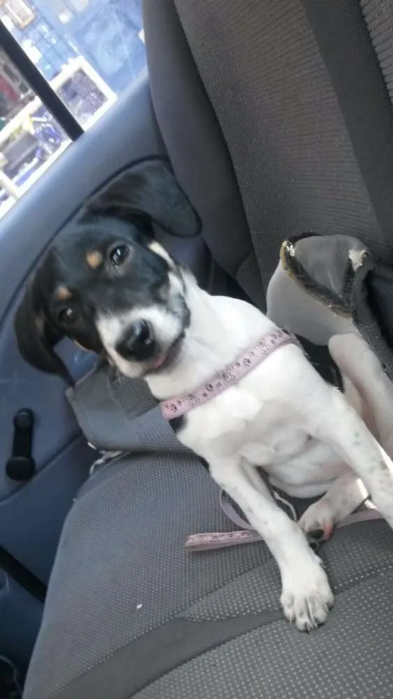 Cachorro raça Vira-lata idade 2 a 6 meses nome Amora